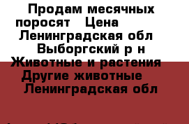 Продам месячных поросят › Цена ­ 5 000 - Ленинградская обл., Выборгский р-н Животные и растения » Другие животные   . Ленинградская обл.